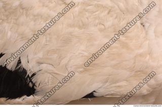 feathers 0003